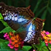 ラオスで見た美しい蝶　１